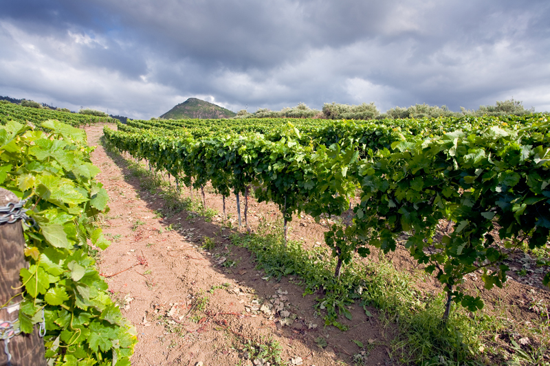 Etna-Vineyard-800